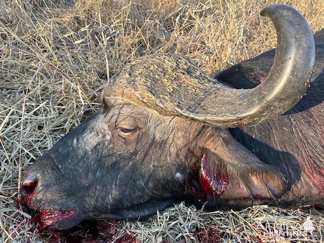 Buffalo Cull Hunt Mozambique