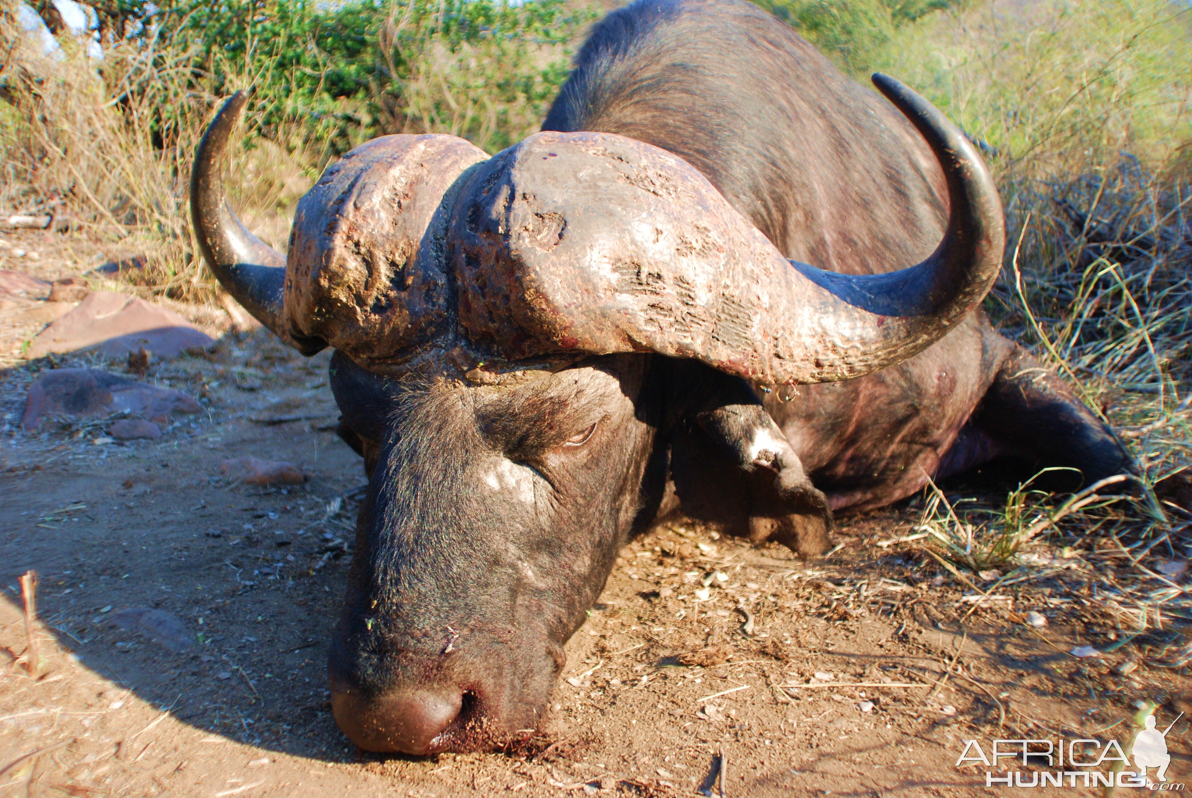 Buffalo Dagga Boy