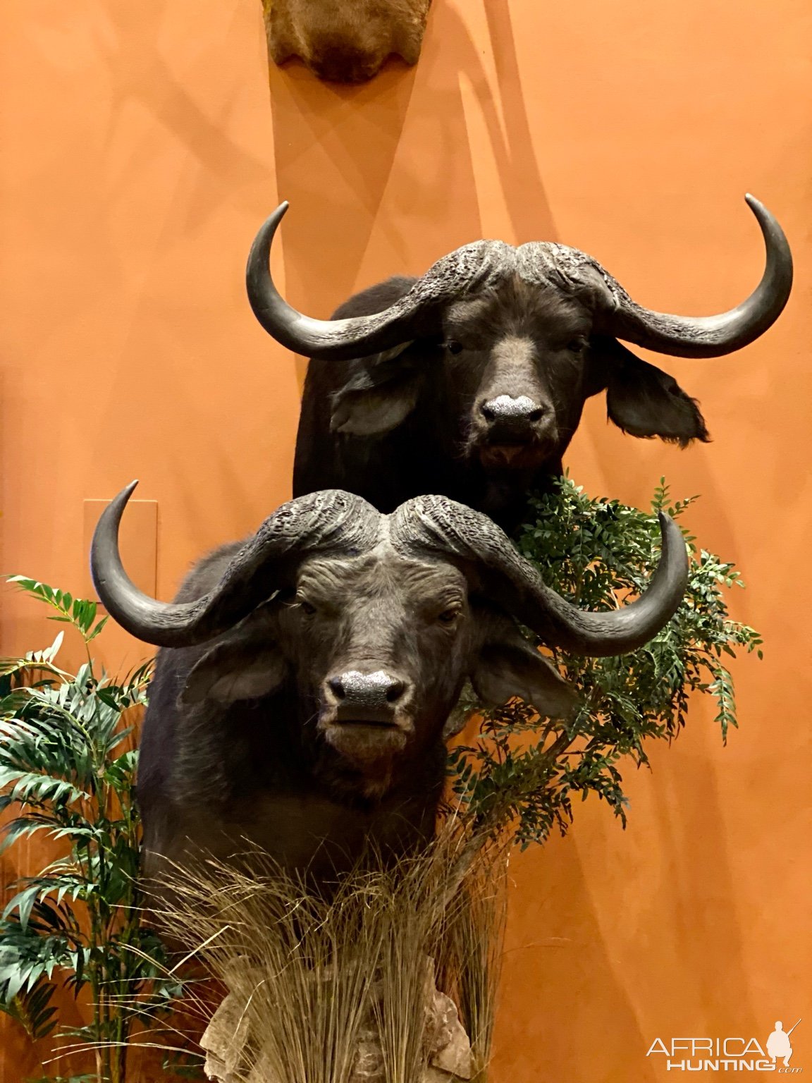 Buffalo Duo Pedestal Mount Taxidermy