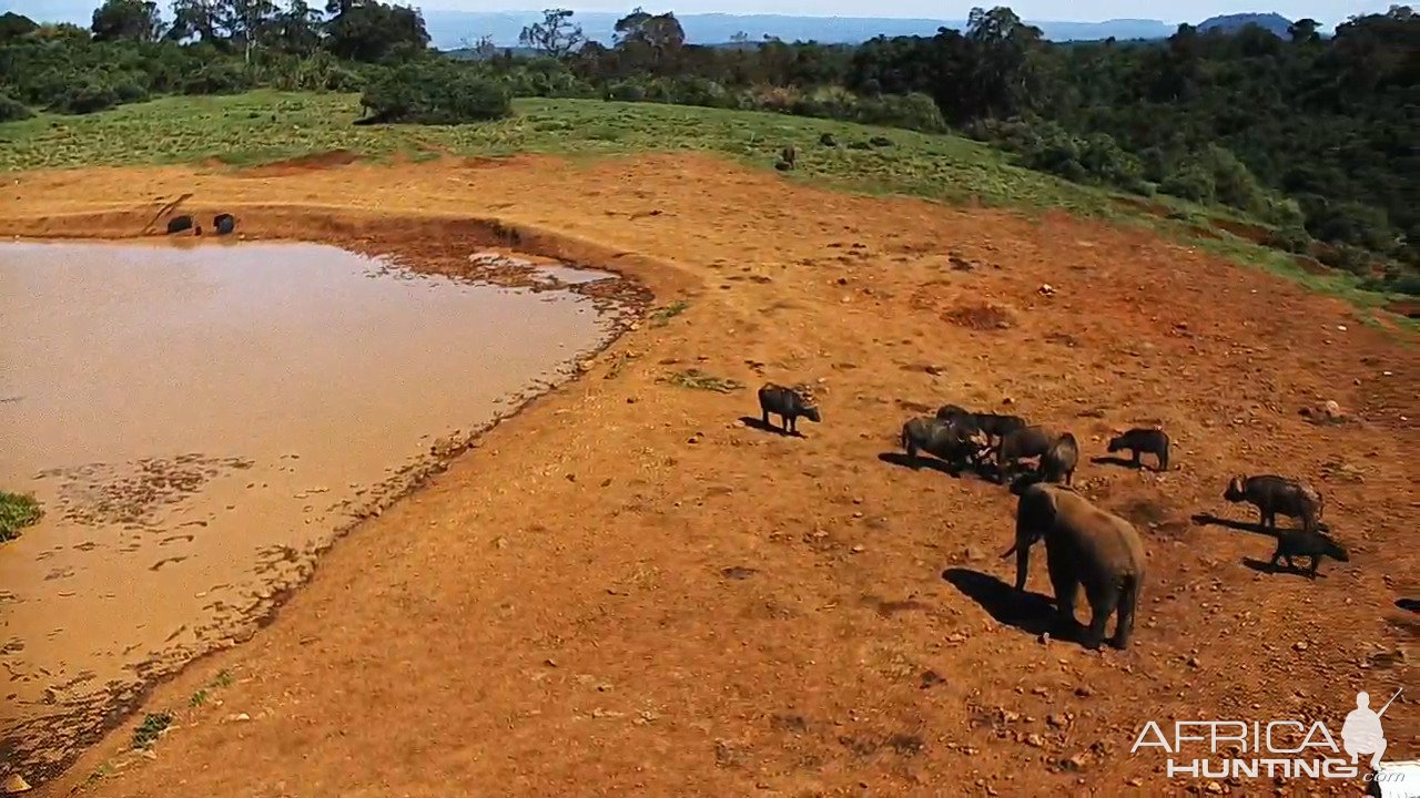 Buffalo Elephants & Bushpigs