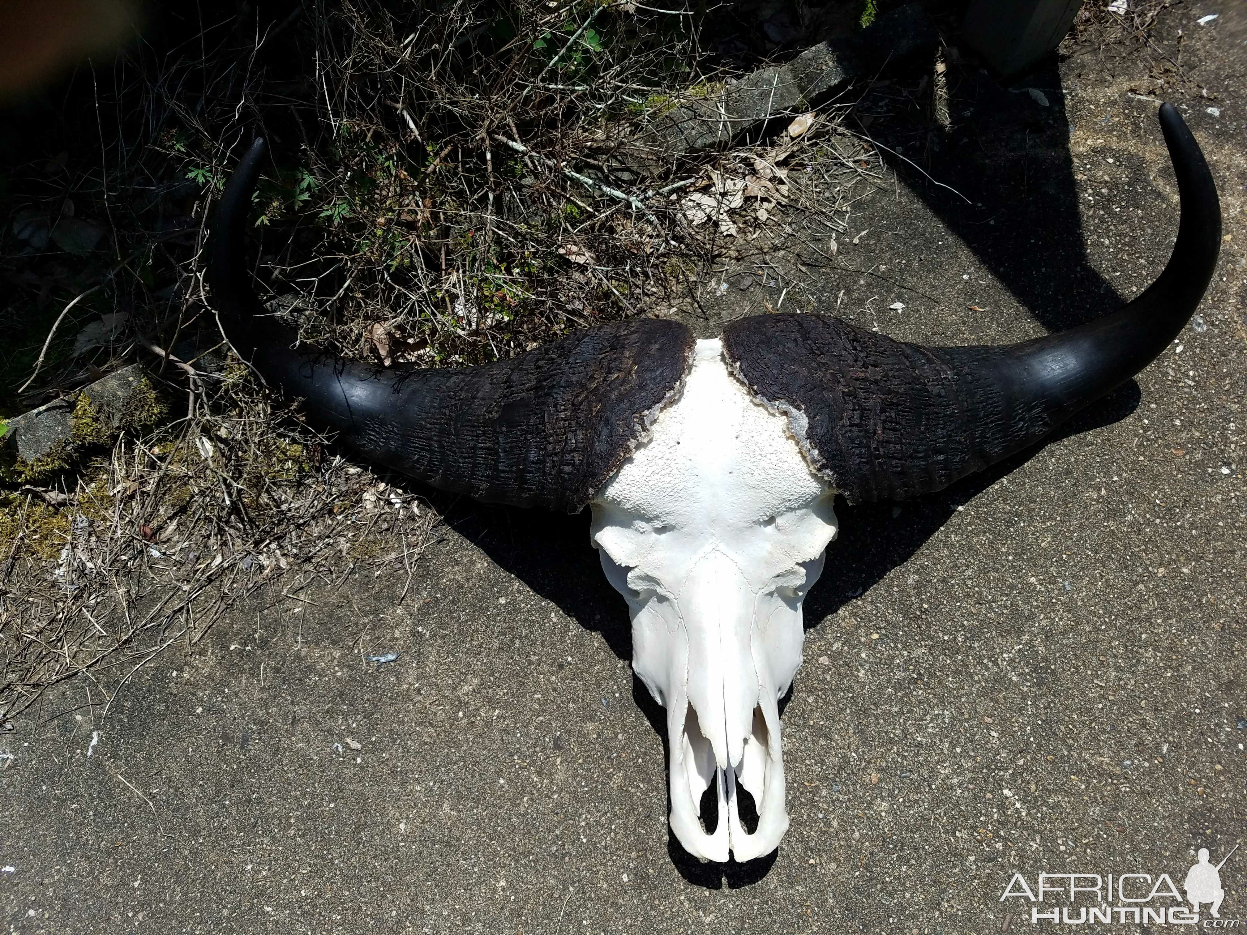 Buffalo European Skull Mount