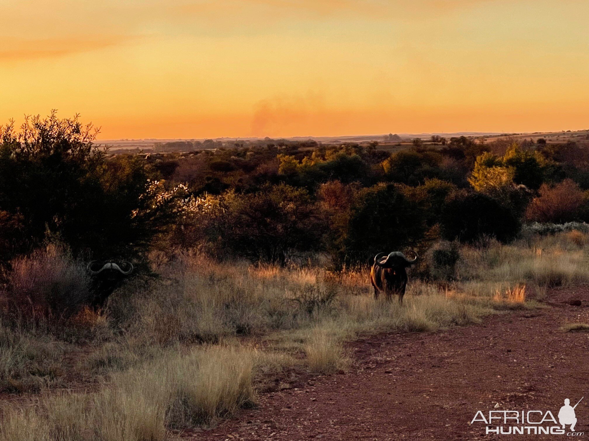 Buffalo Free State South Africa