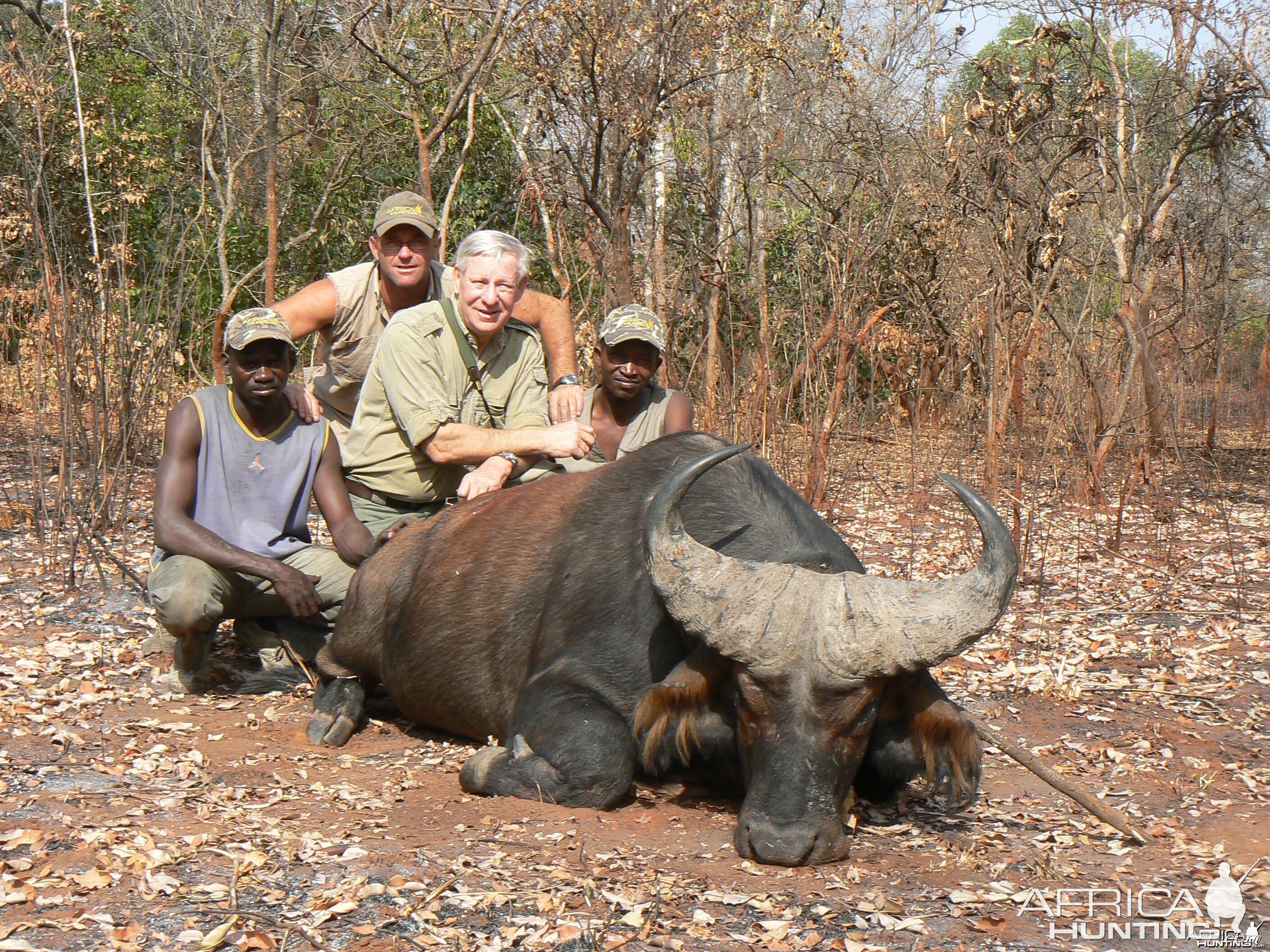 Buffalo from forest galleries in CAR