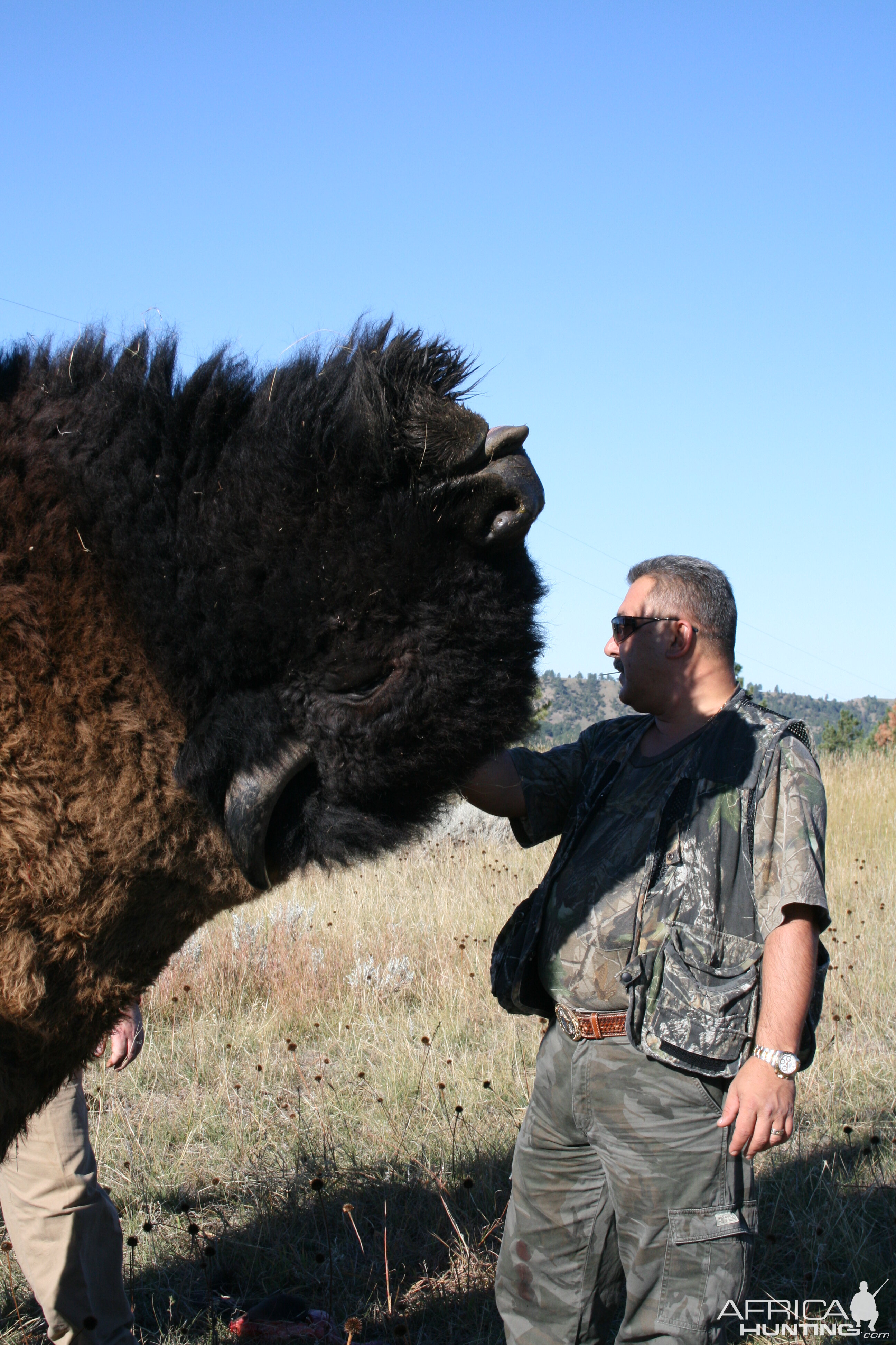 Buffalo head 2008