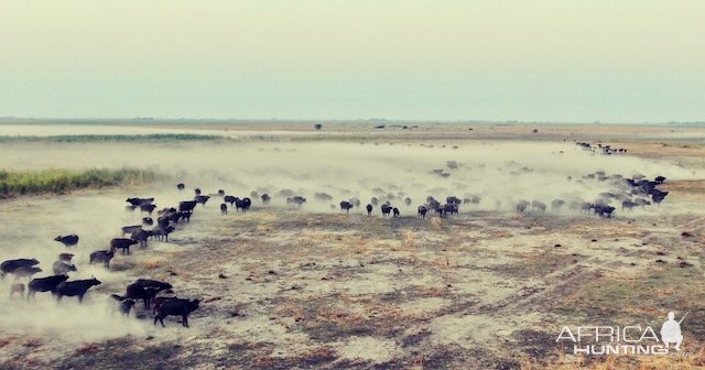 Buffalo Herd Caprivi Namibia