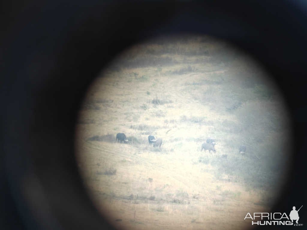 Buffalo Herd Eastern Cape South Africa