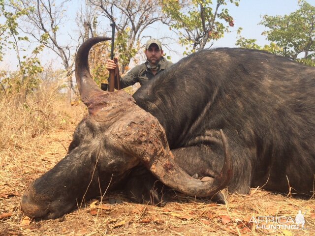 Buffalo Hinting Zimbabwe