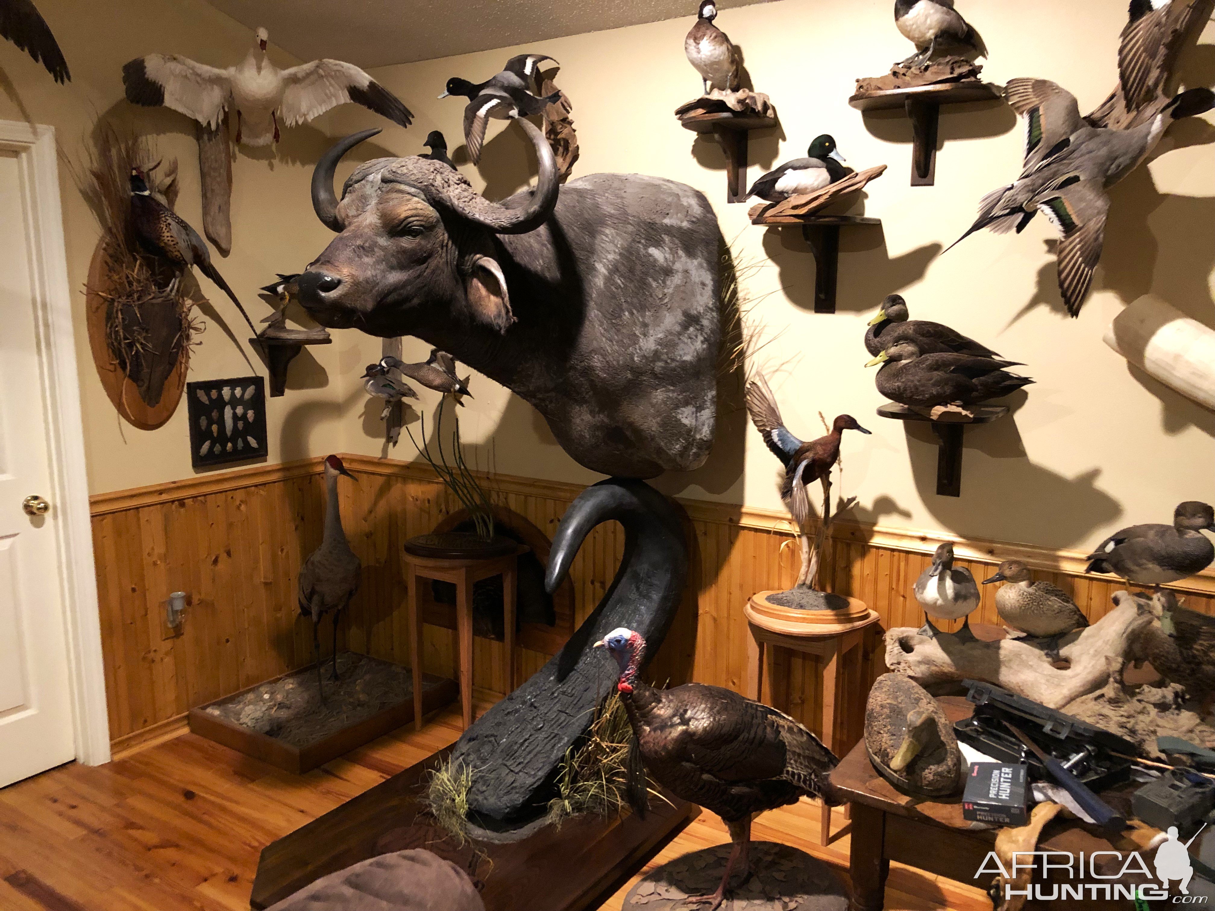 Buffalo Horn Pedestal Mount Taxidermy