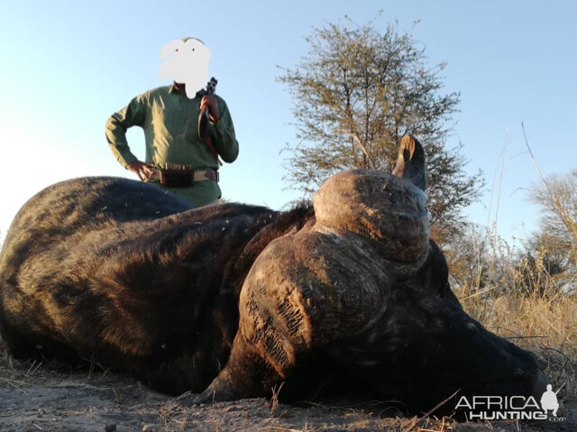 Buffalo Hunt Botswana