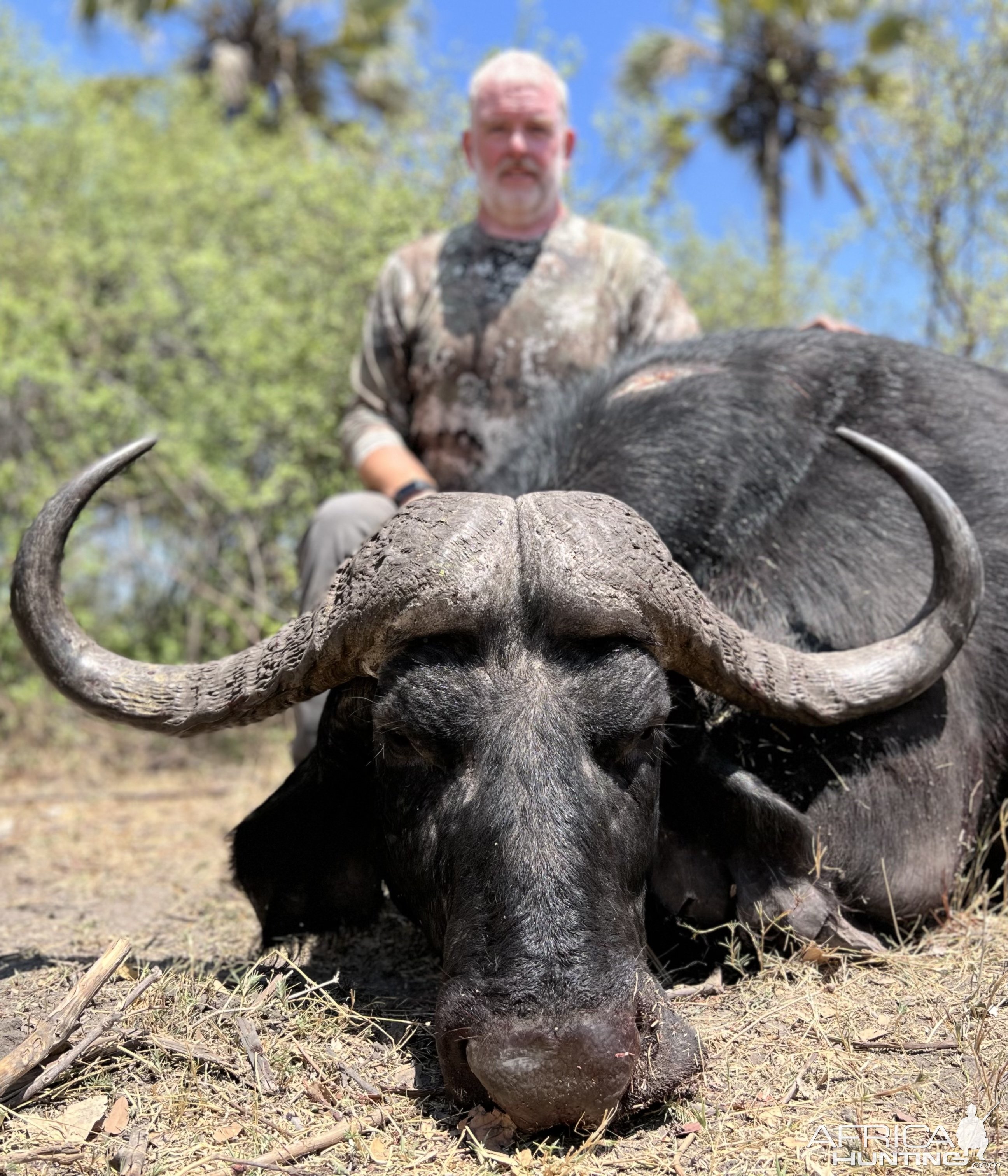 Buffalo Hunt Caprivi Namibia