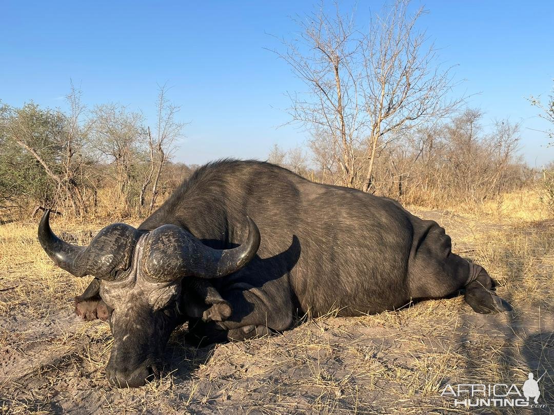 Buffalo Hunt Caprivi Namibia