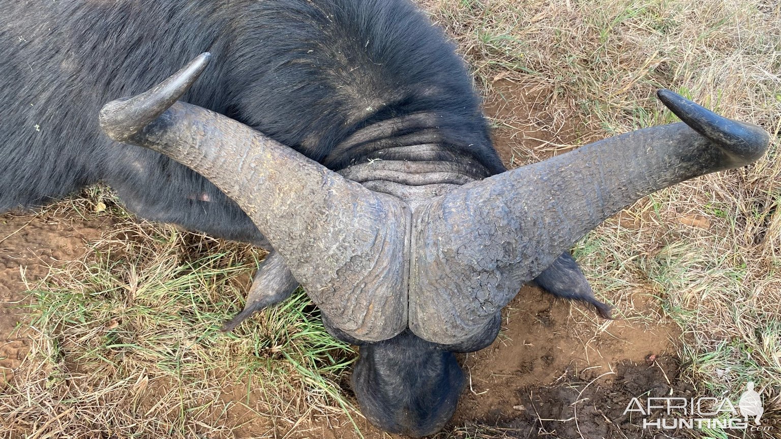 Buffalo Hunt Eastern Cape South Africa