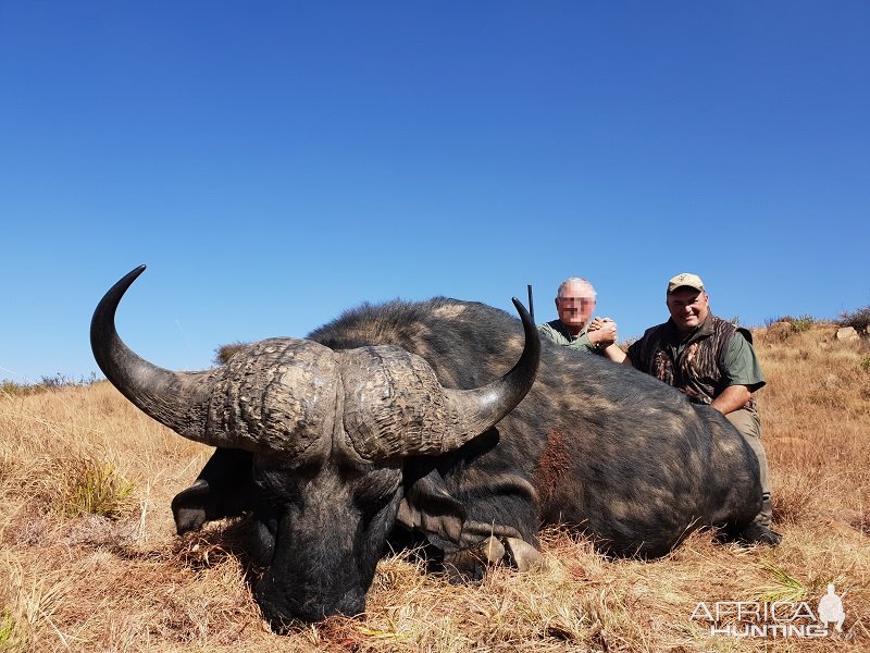 Buffalo Hunt Eastern Cape South Africa