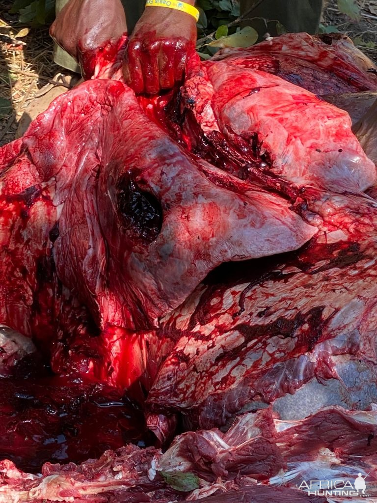 Buffalo Hunt Entrance Wound Lungs Zimbabwe