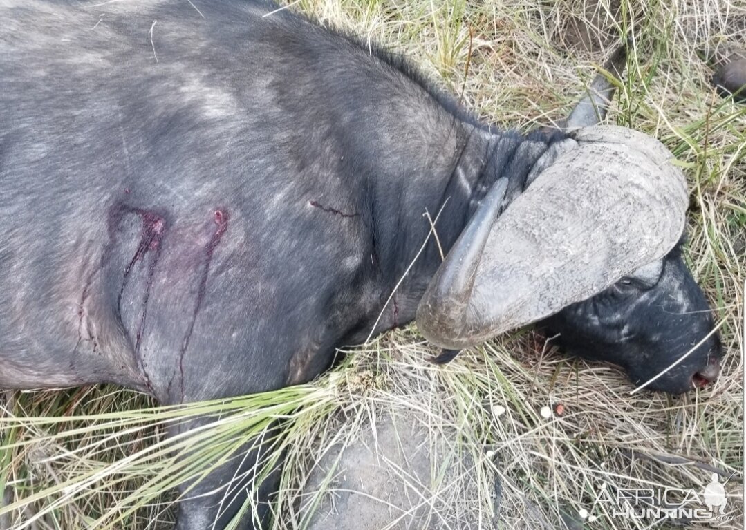 Buffalo Hunt Freestate South Africa