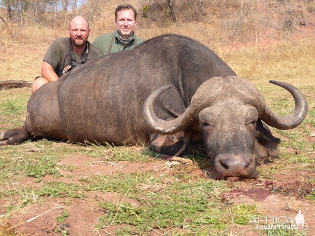 Buffalo Hunt in Zimbabwe