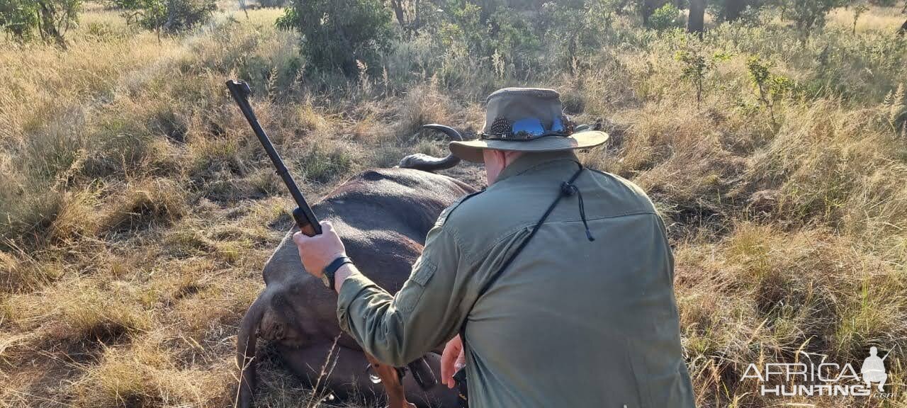 Buffalo Hunt Limpopo South Africa