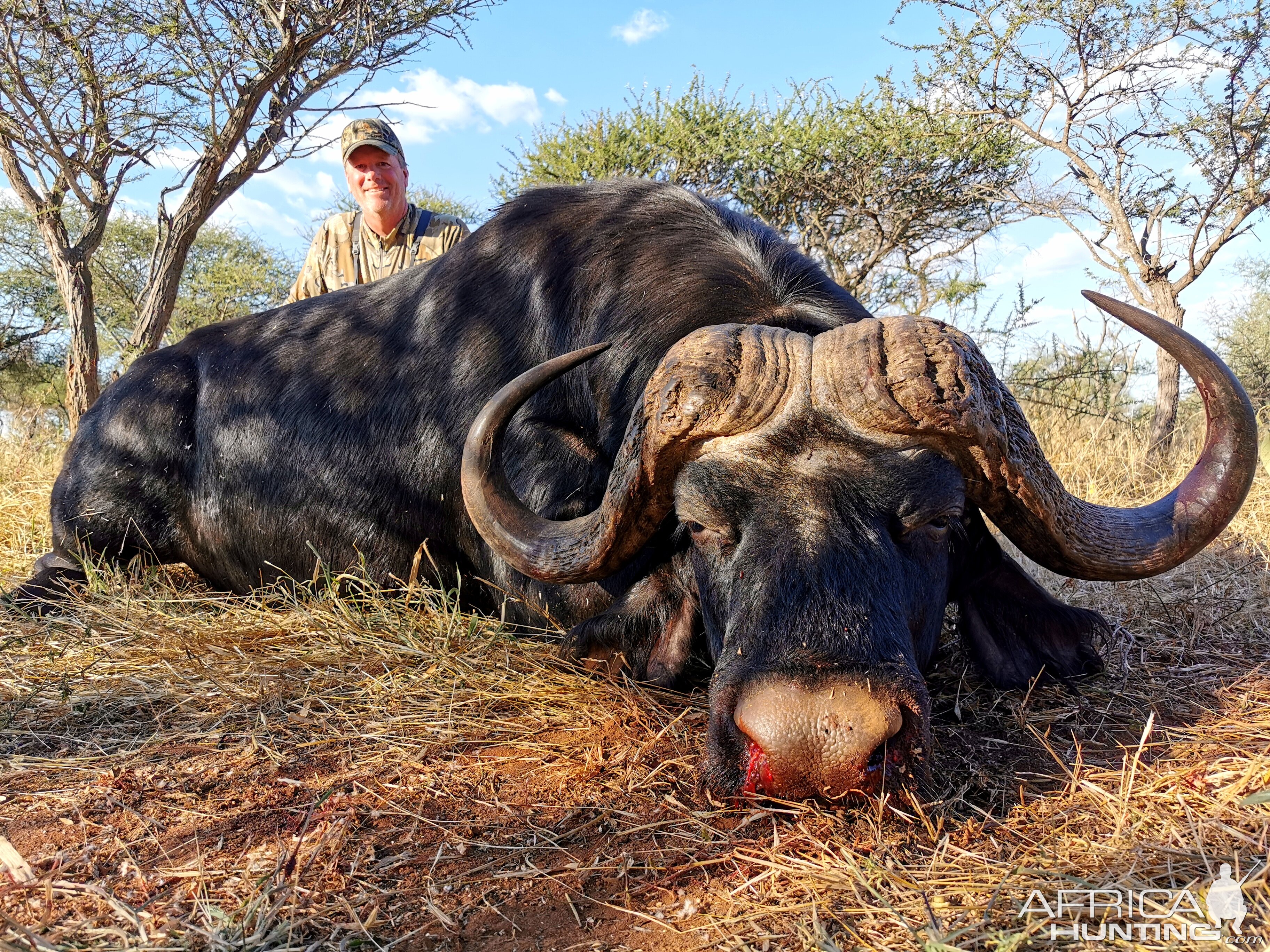 Buffalo Hunt Limpopo South Africa