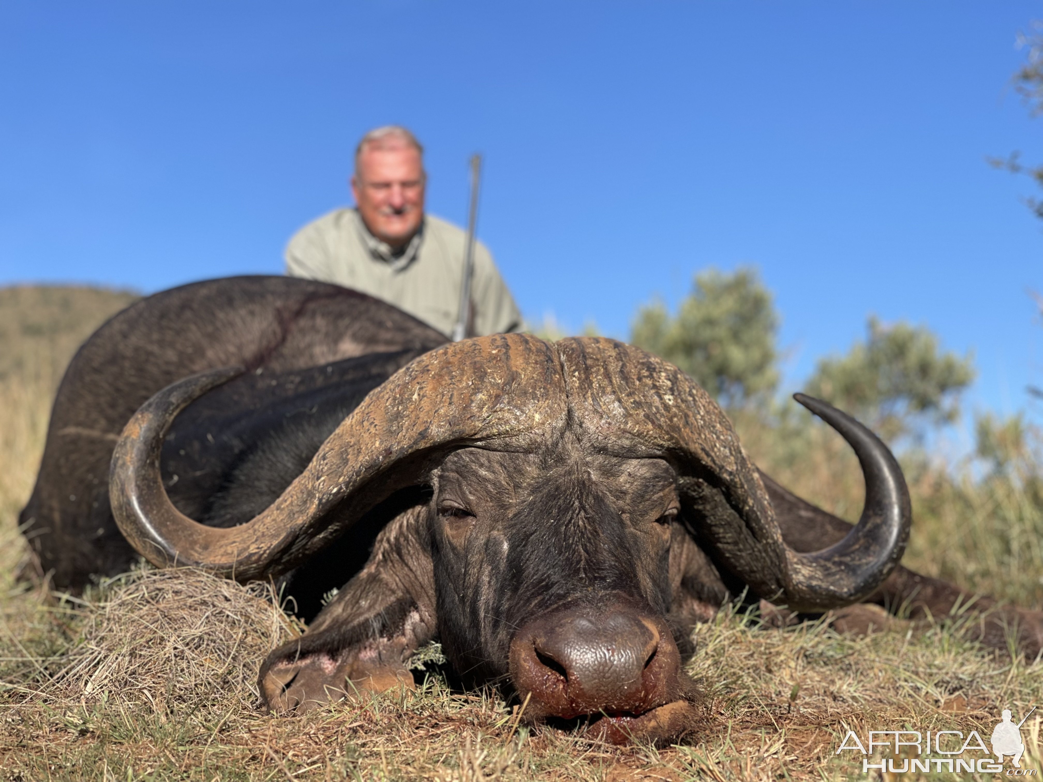 Buffalo Hunt Limpopo South Africa