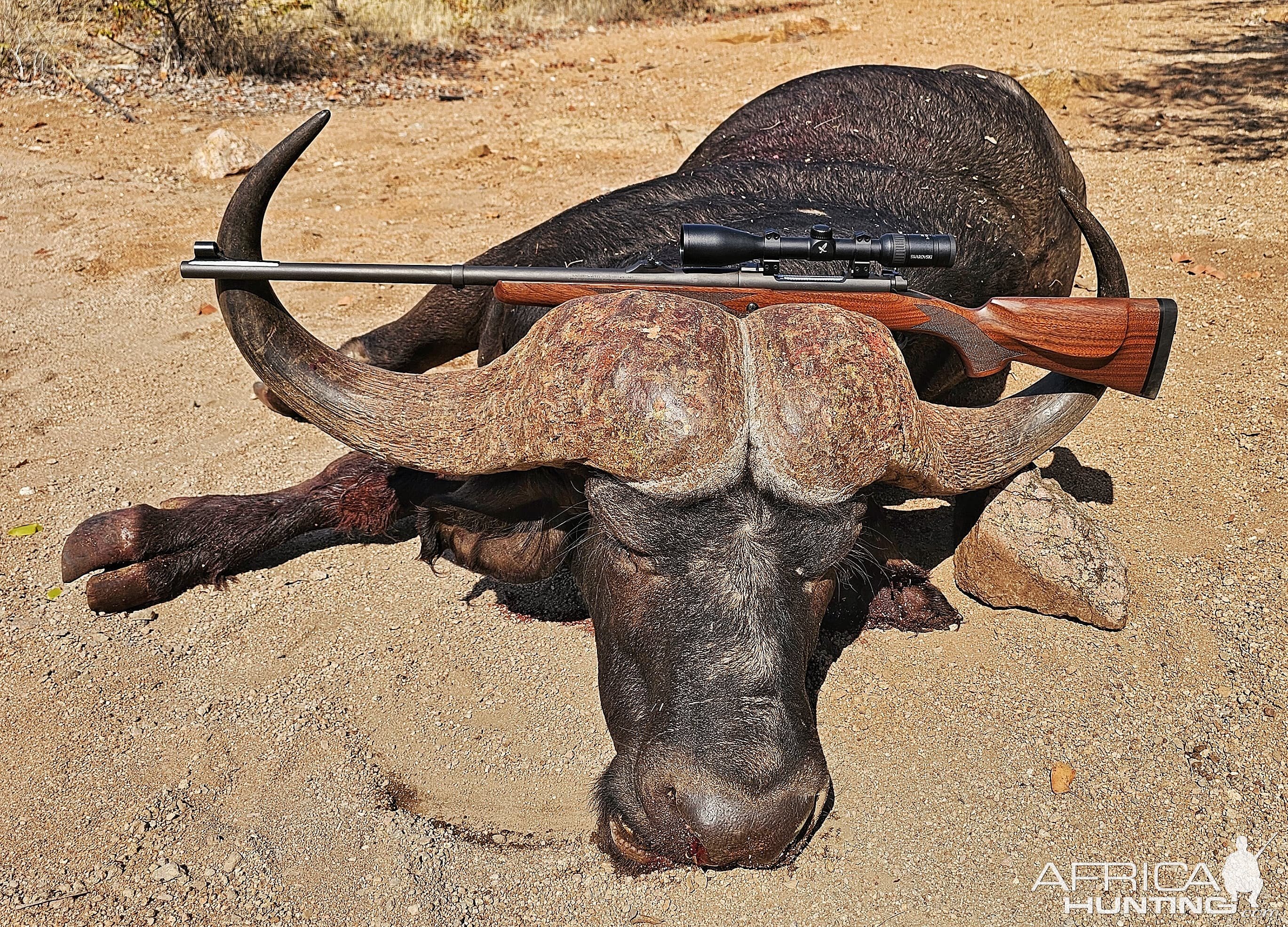 Buffalo Hunt Limpopo South Africa