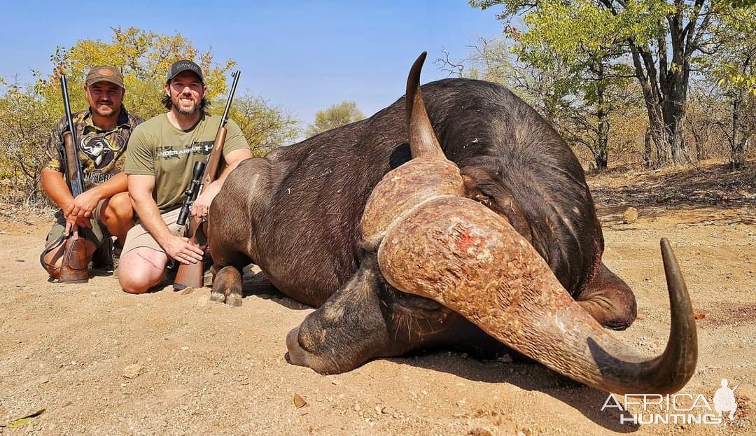 Buffalo Hunt Limpopo South Africa