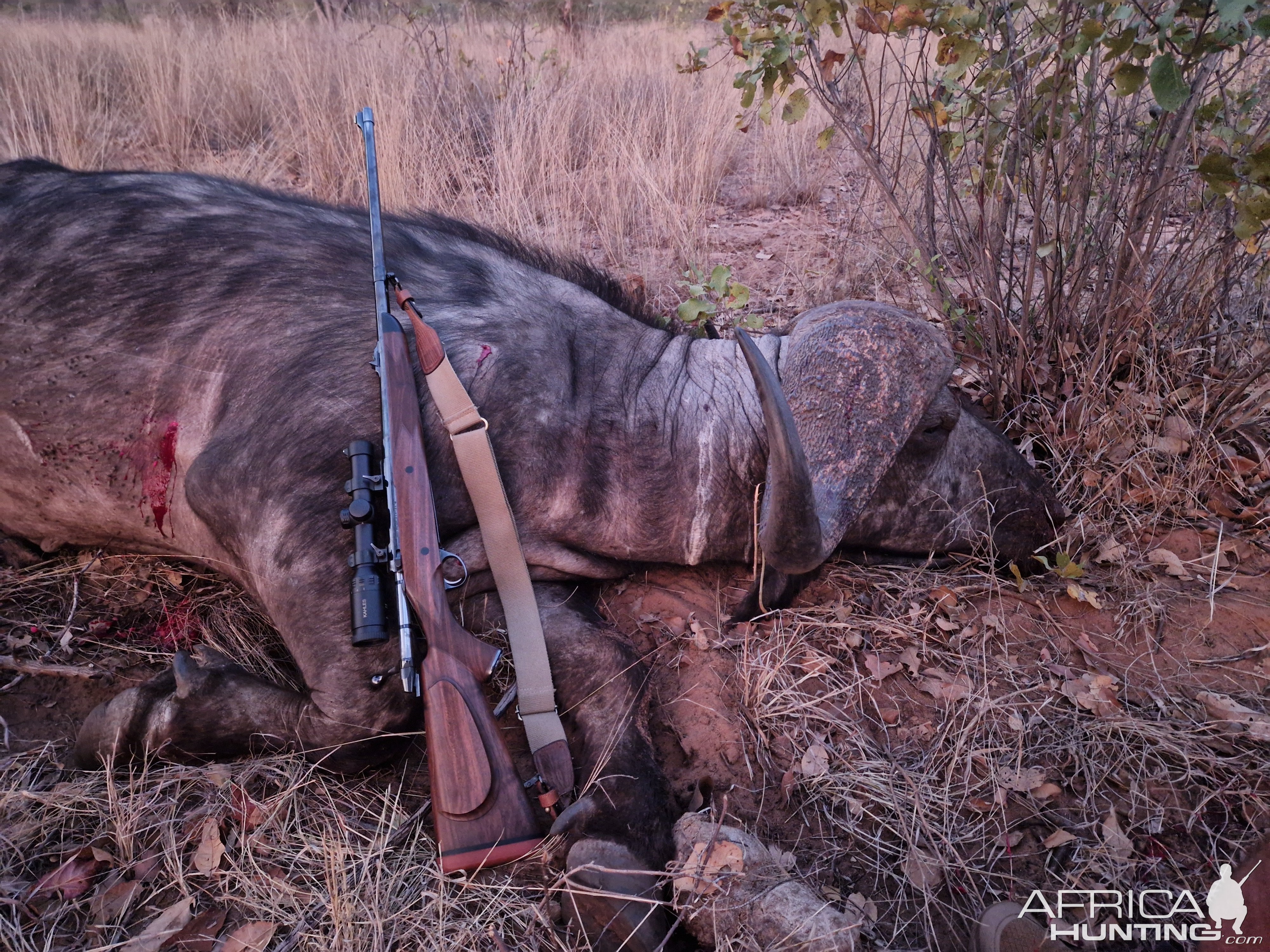 Buffalo Hunt Mozambique