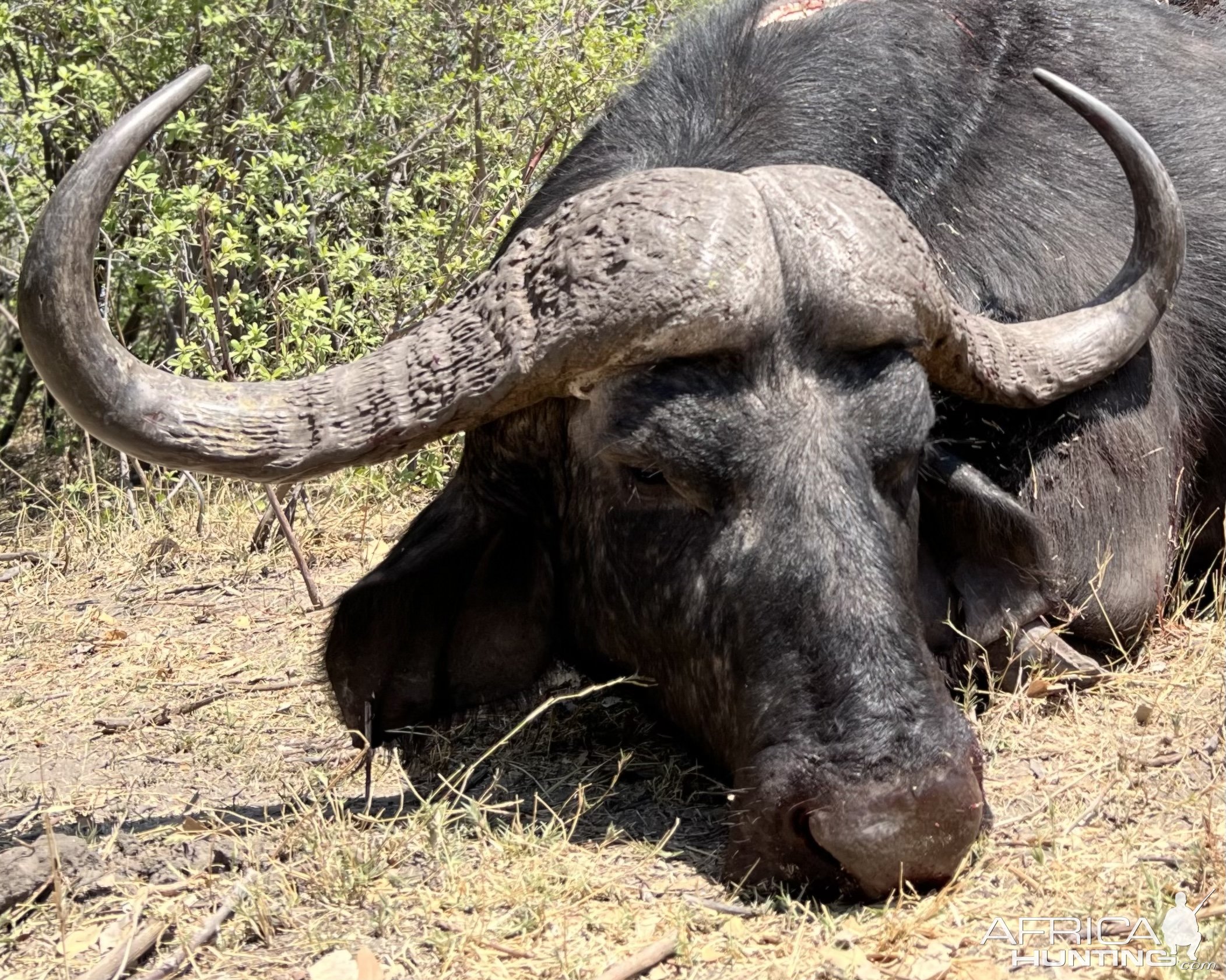 Buffalo Hunt Namibia