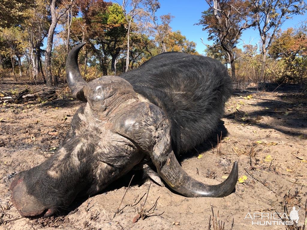 Buffalo Hunt Namibia