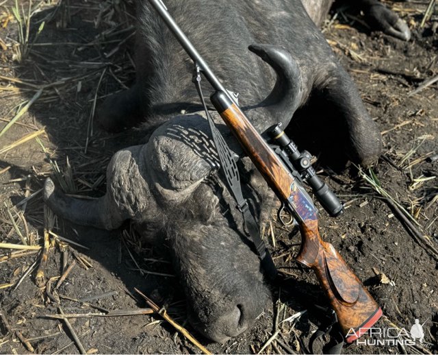 Buffalo Hunt Namibia