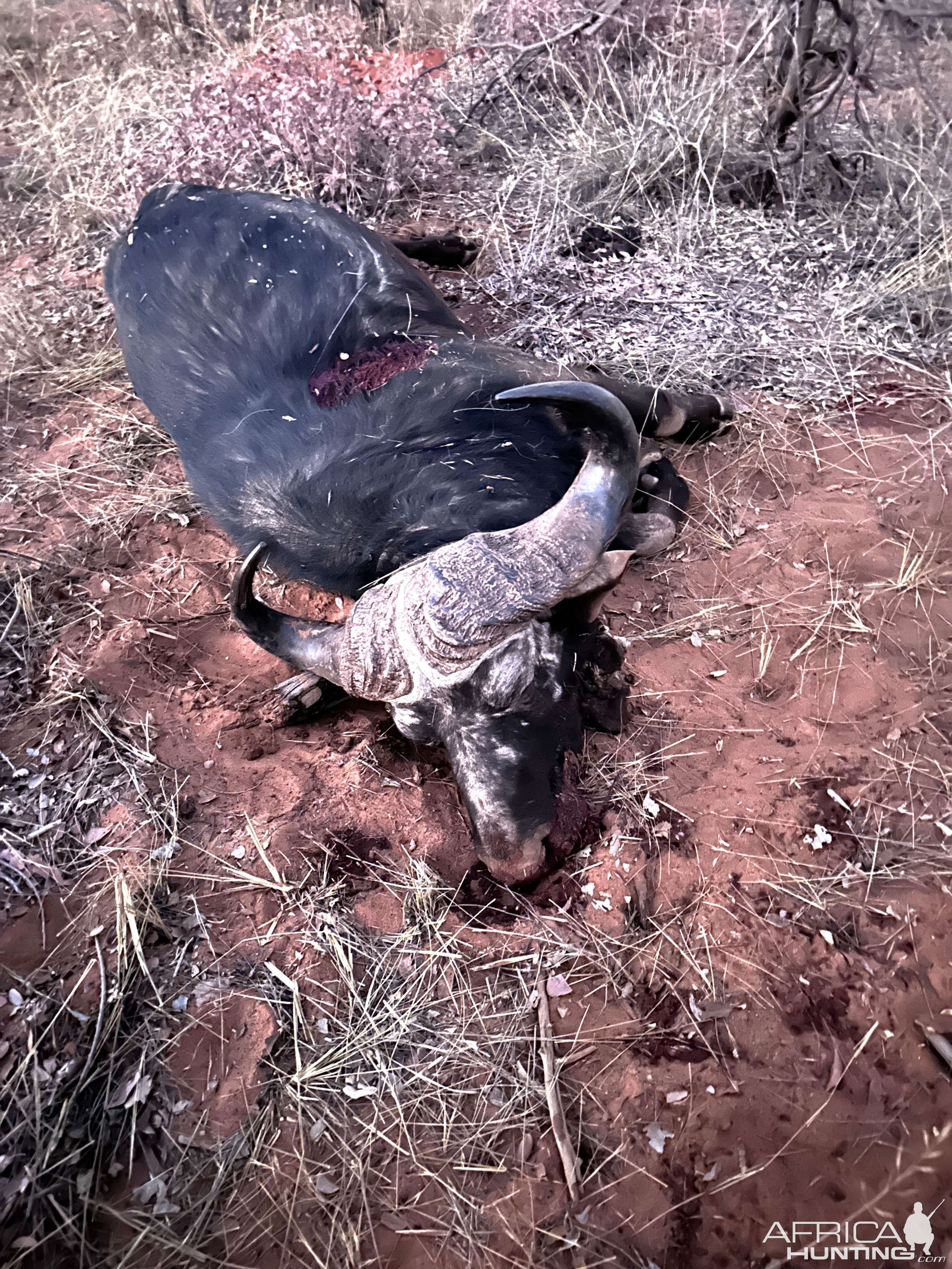 Buffalo Hunt Namibia