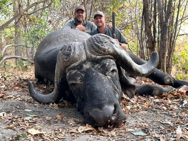 Buffalo Hunt Niassa Mozambique