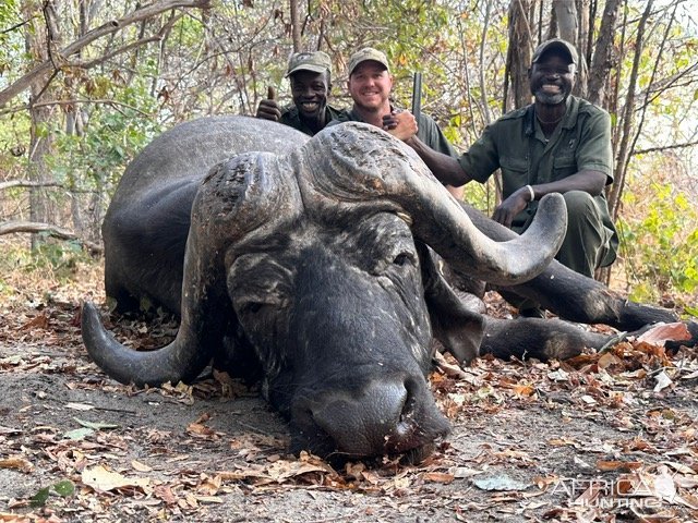 Buffalo Hunt Niassa Mozambique