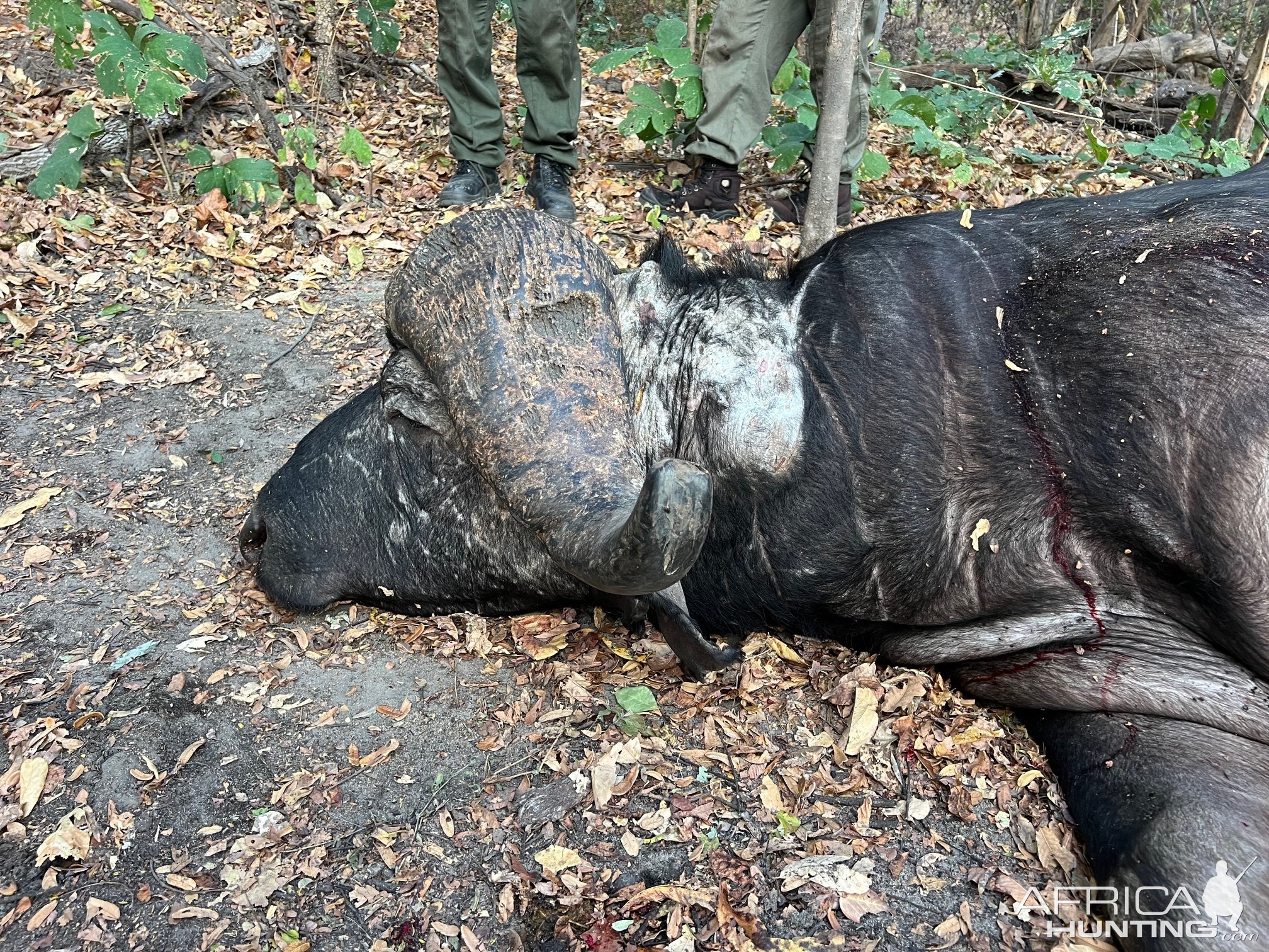 Buffalo Hunt Niassa Mozambique