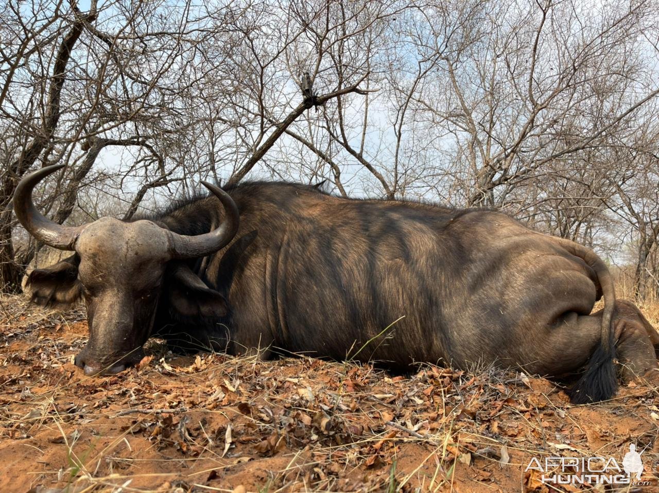 Buffalo Hunt South Africa