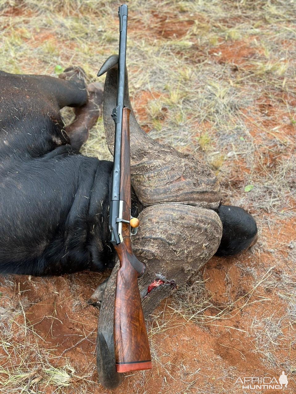 Buffalo Hunt South Africa