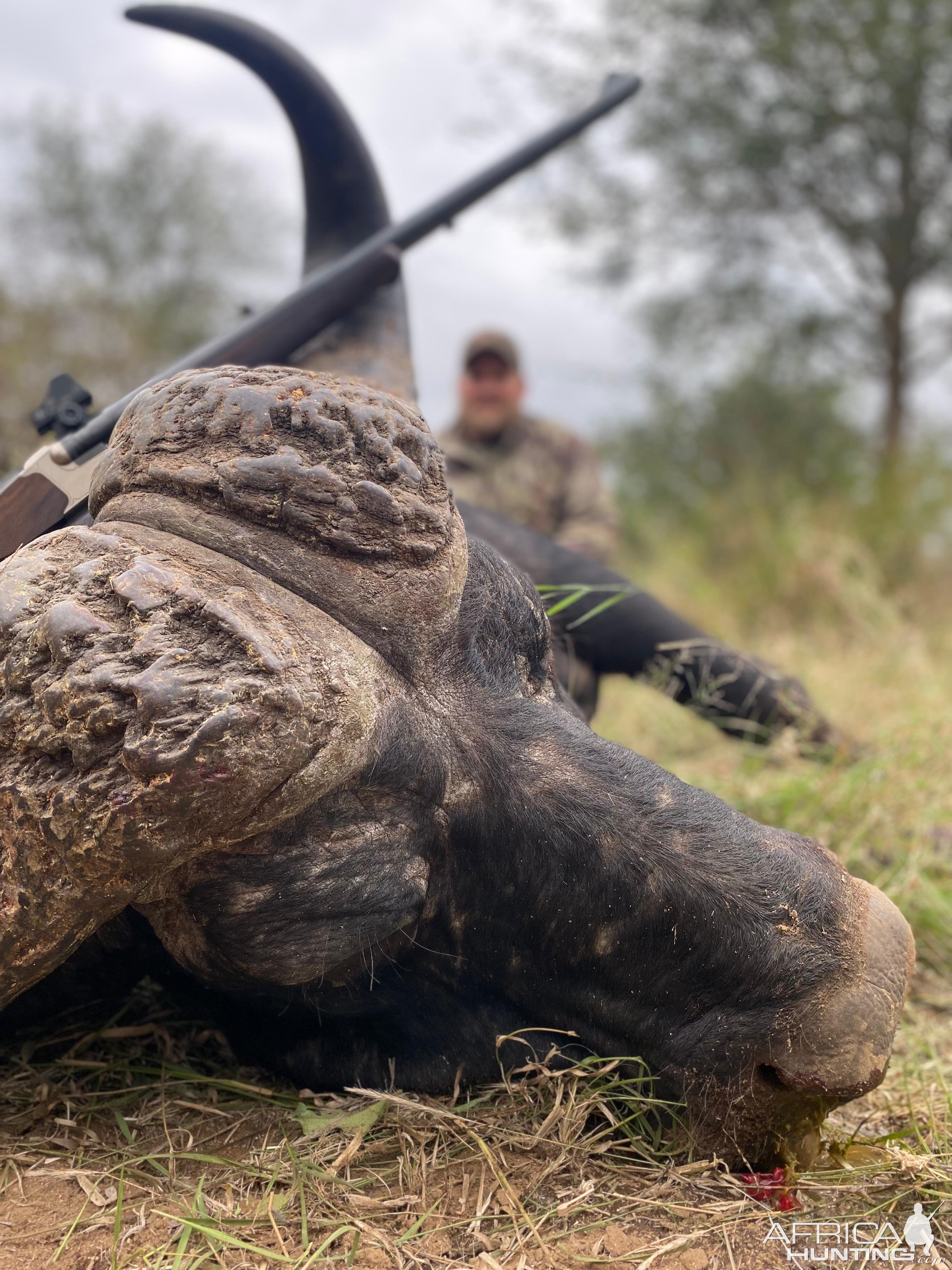 Buffalo Hunt South Africa