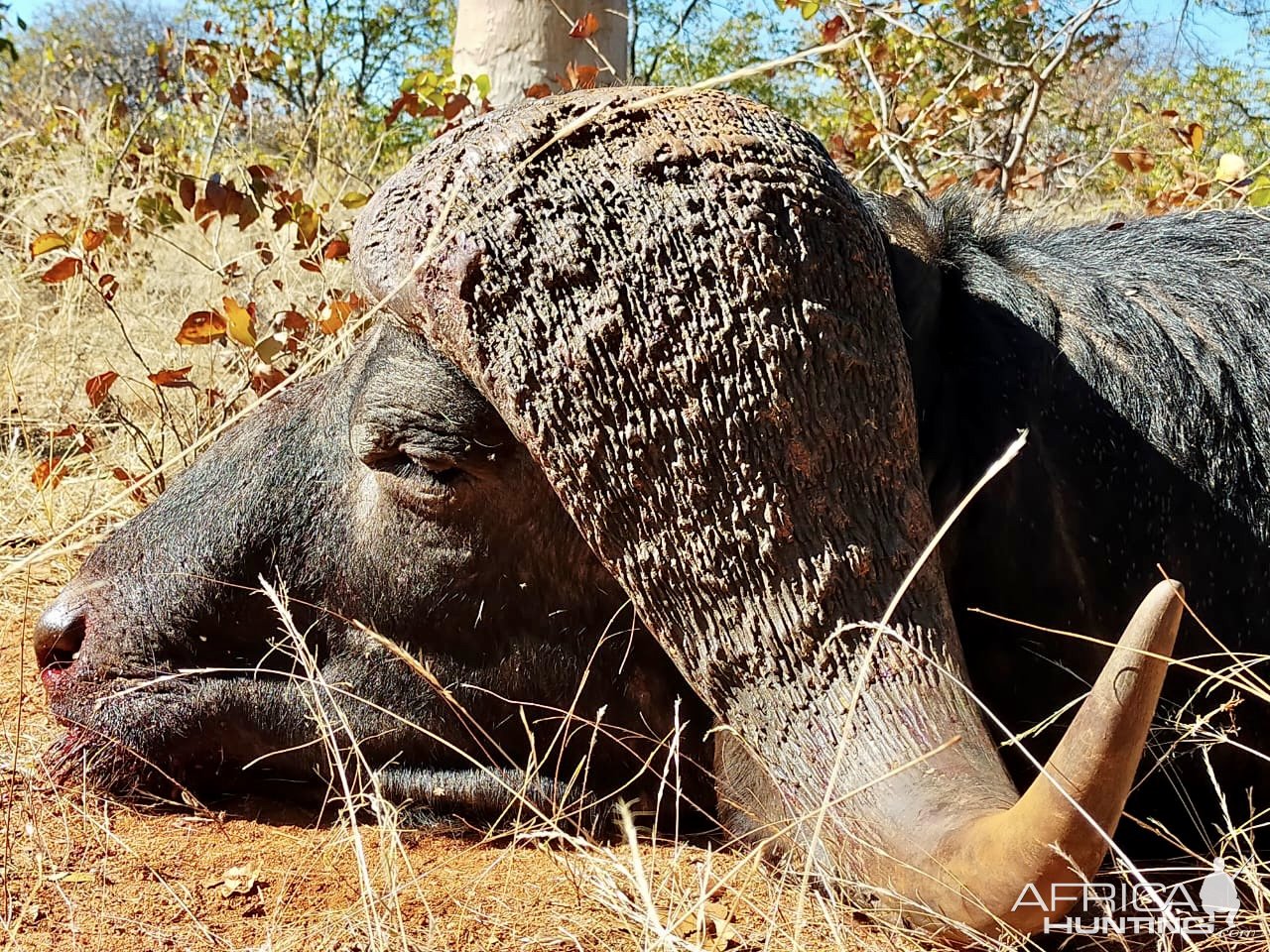 Buffalo Hunt South Africa