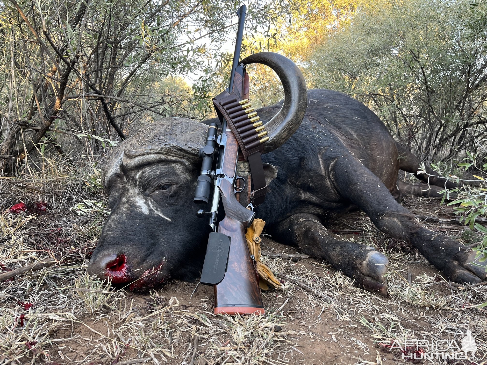 Buffalo Hunt South Africa