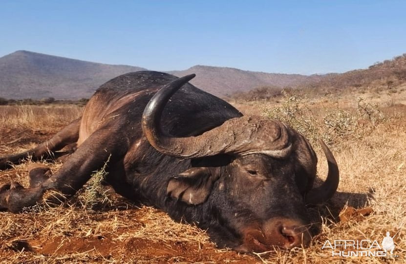 Buffalo Hunt South Africa