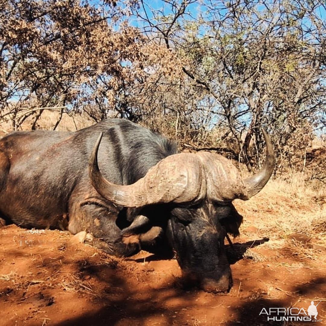 Buffalo Hunt South Africa