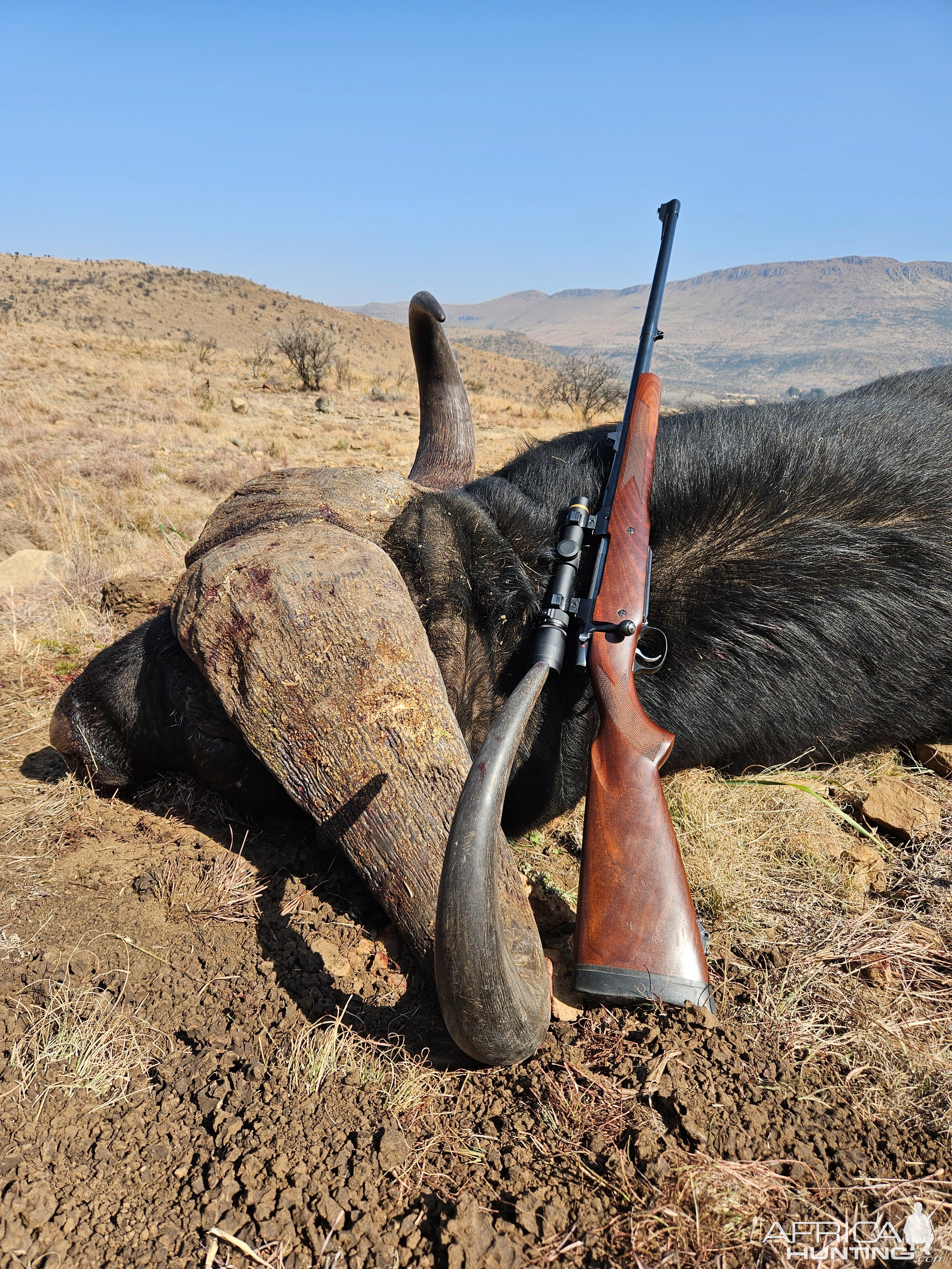 Buffalo Hunt South Africa