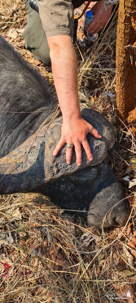 Buffalo Hunt Tanzania