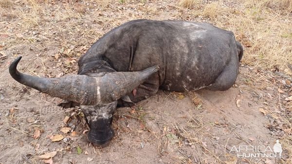 Buffalo Hunt Tanzania