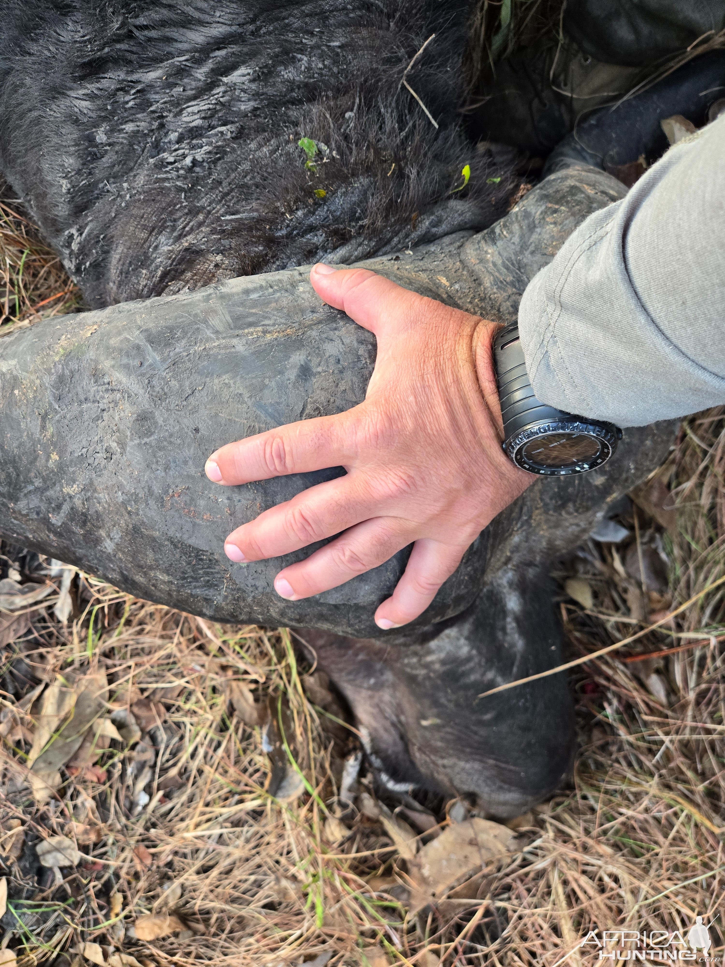 Buffalo Hunt Tanzania