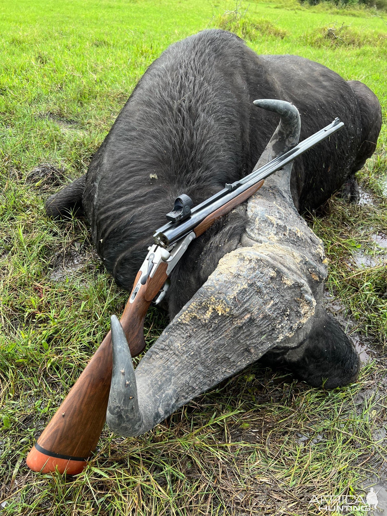 Buffalo Hunt Uganda