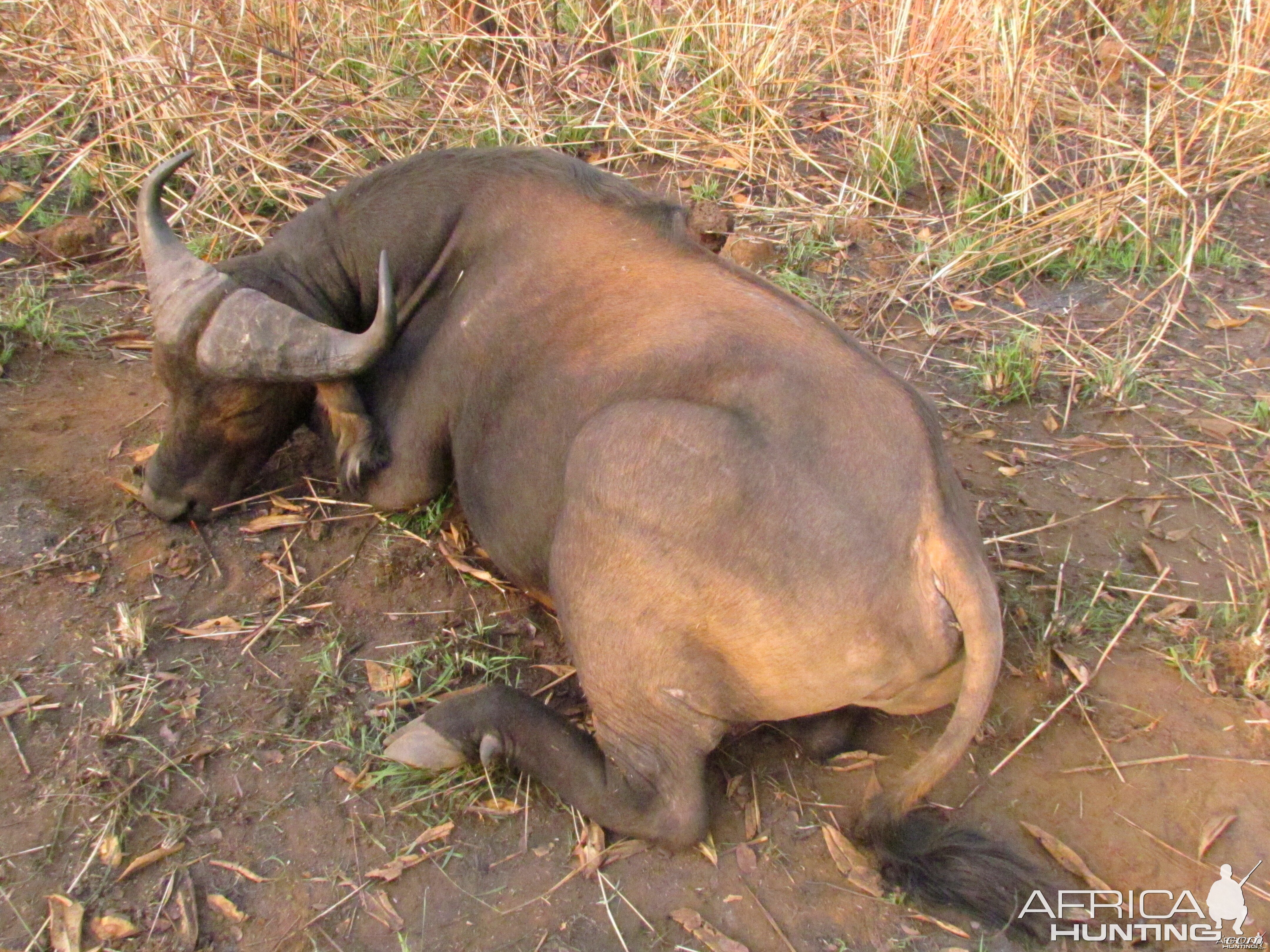 Buffalo hunt with CAWA in CAR