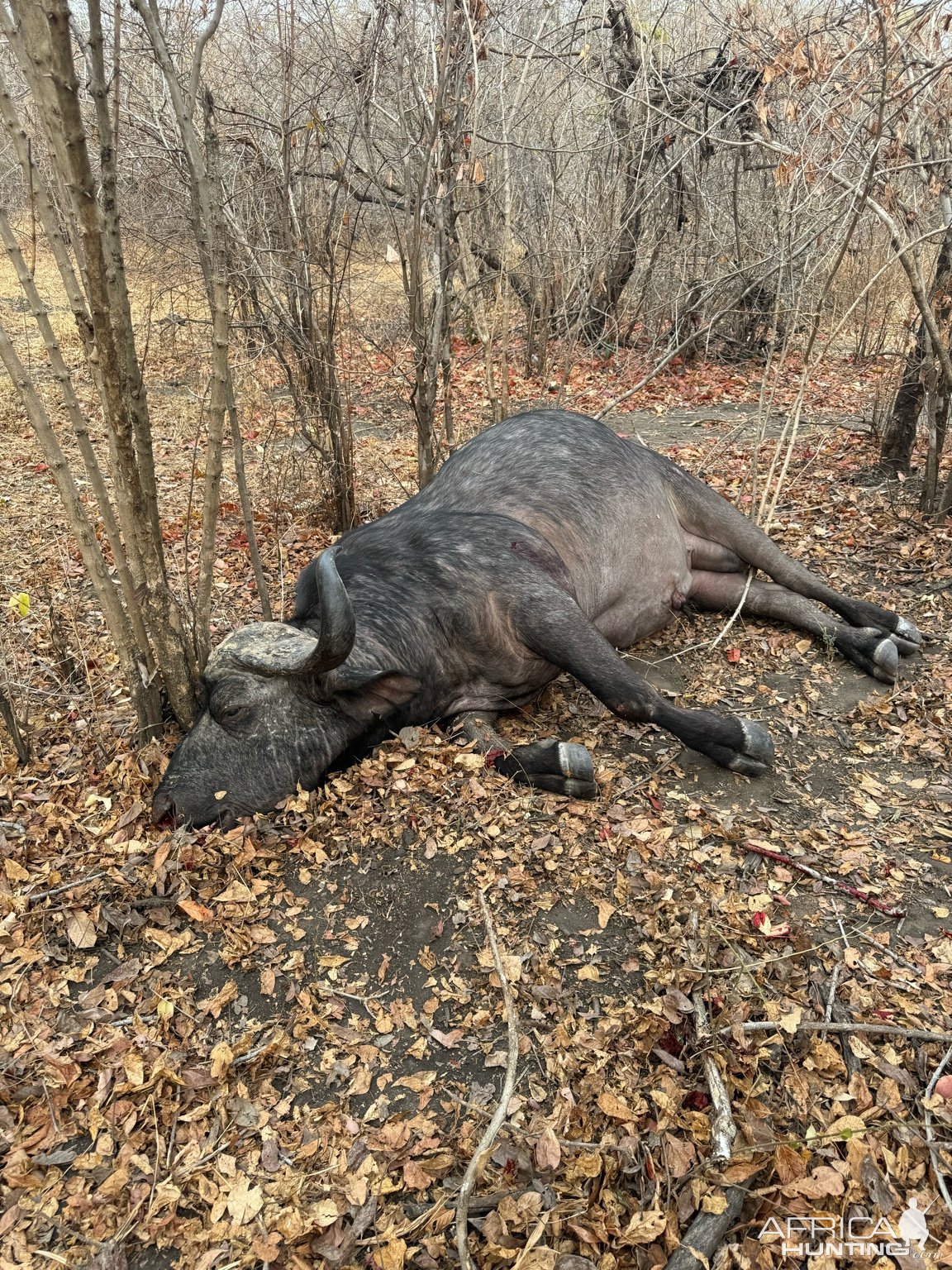 Buffalo Hunt Zambia