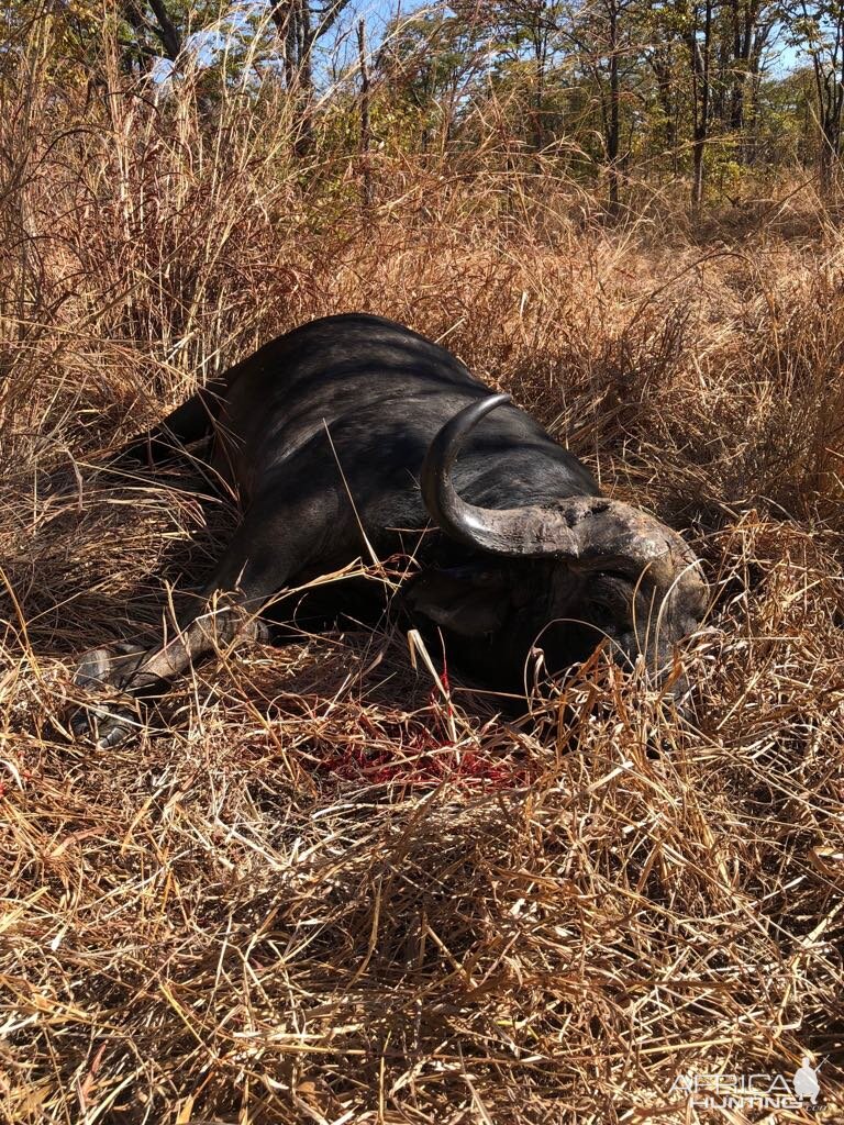 Buffalo Hunt Zambia