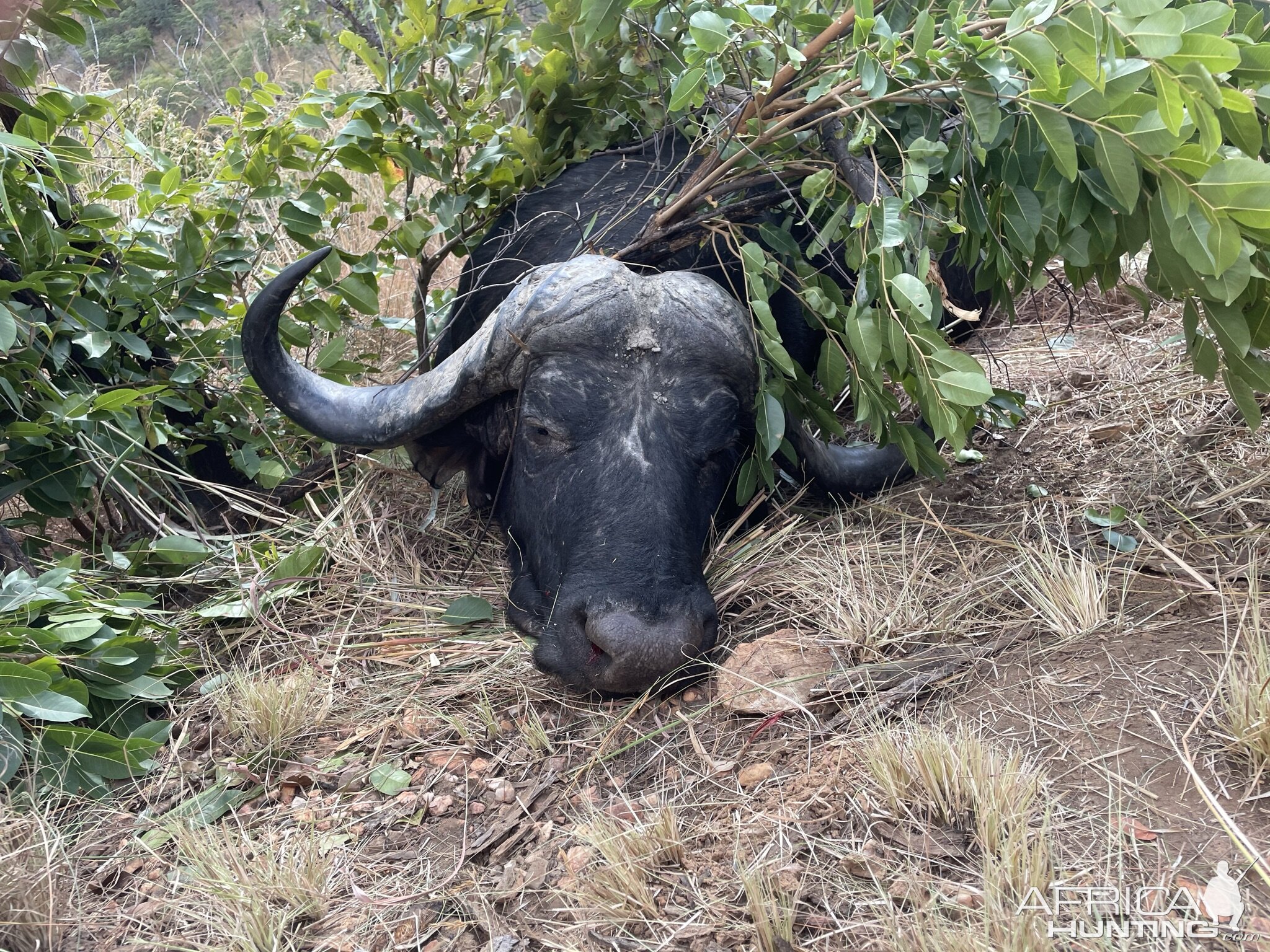 Buffalo Hunt Zimbabwe | AfricaHunting.com