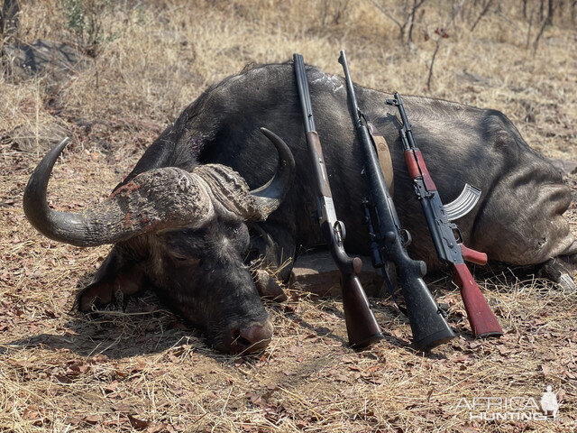 Buffalo Hunt Zimbabwe